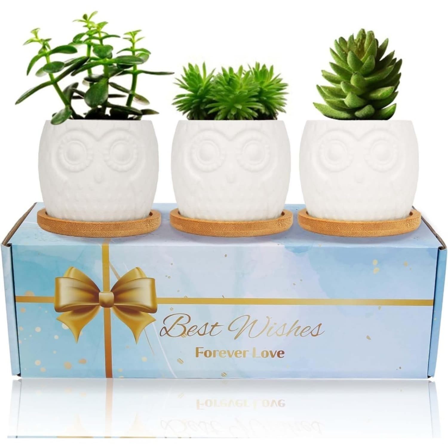 Pots à succulentes hiboux à colorier, set de 3 avec dessous de verre en bambou