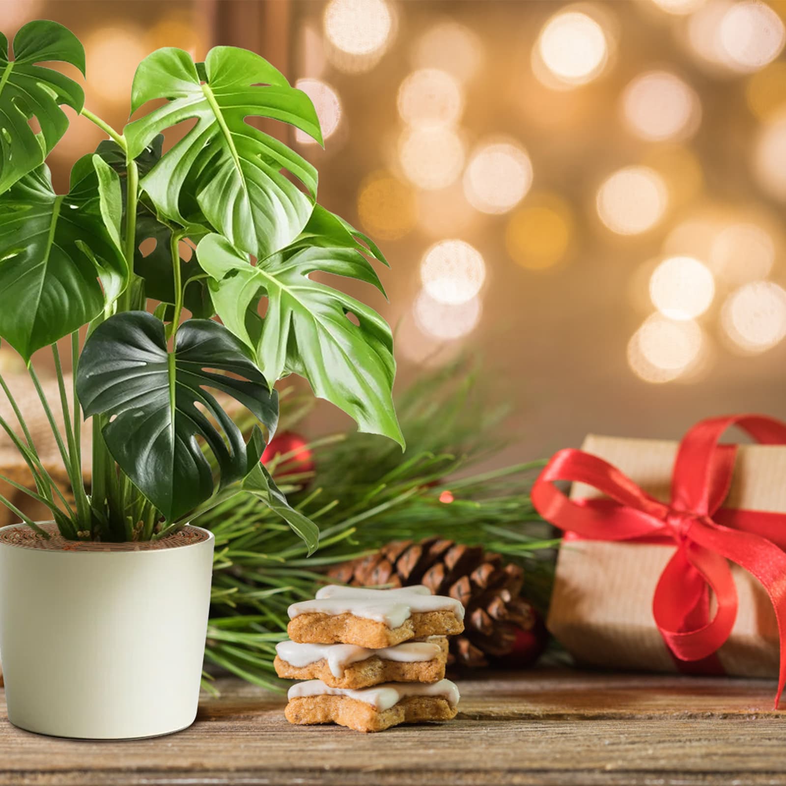 Coprivasi rotondi per vasi da fiori, set di 4 coperture protettive per piante per vasi da fiori, coperture rotonde in plastica per il terreno per piante da appartamento, Pr