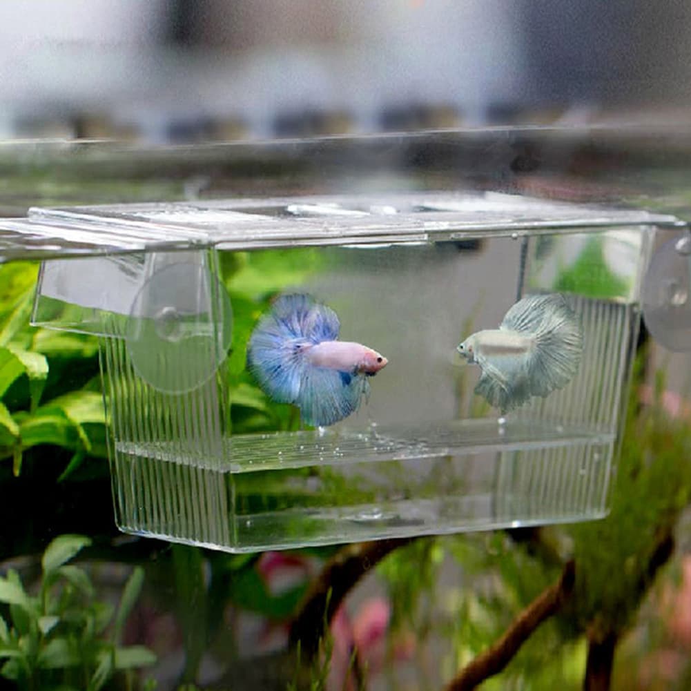 Aquariumbrutkasten