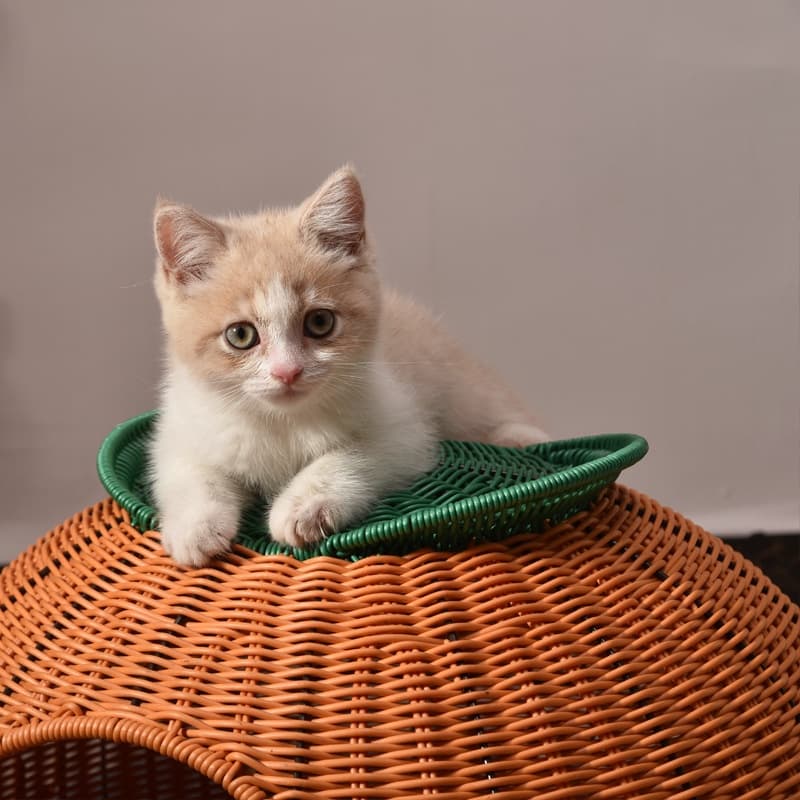 Cama de gato de ratán tejido para todas las estaciones - Lavable