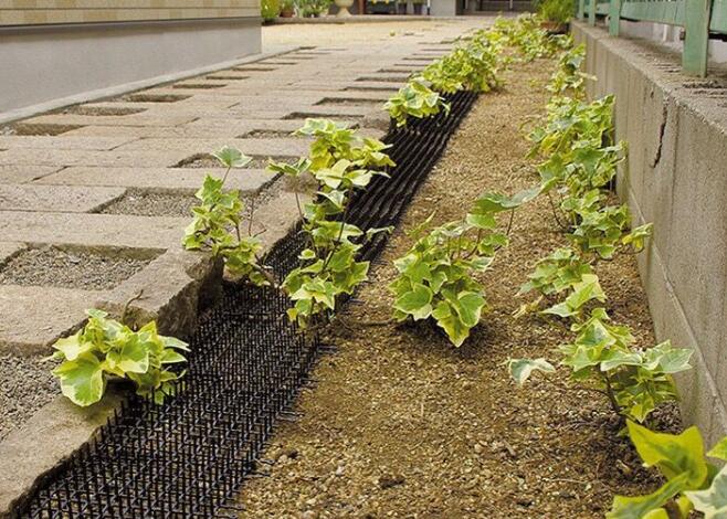 Chat du jardin Scat Mat