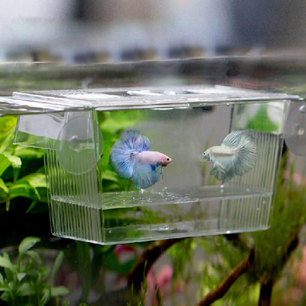 Scatola di incubazione per pesci d'acquario in resina acrilica